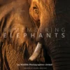 Margot Raggett Remembering Elephants Books